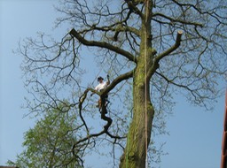 snoeien van bomen 1