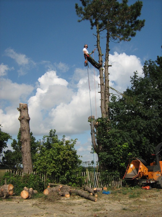 vellen van bomen 7