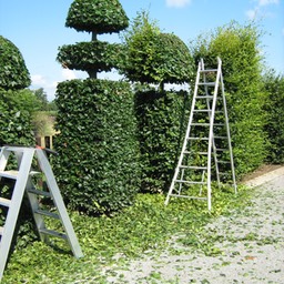 vormsnoei bij boomkwekerij Spruyt